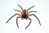 Jak pozbyć się pająków ze swojego domu? Poznaj sprawdzone sposoby