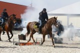 Ćwiczenia patroli konnych Straży Miejskiej w Łodzi [ZDJĘCIA]