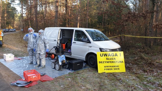 Symulacja odnalezienia dzika zarażonego ASF w powiecie brodnickim