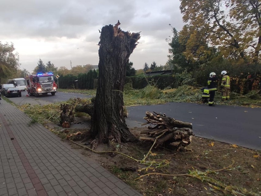 Powalone drzewo na ulicy Wierzbowej w Pleszewie