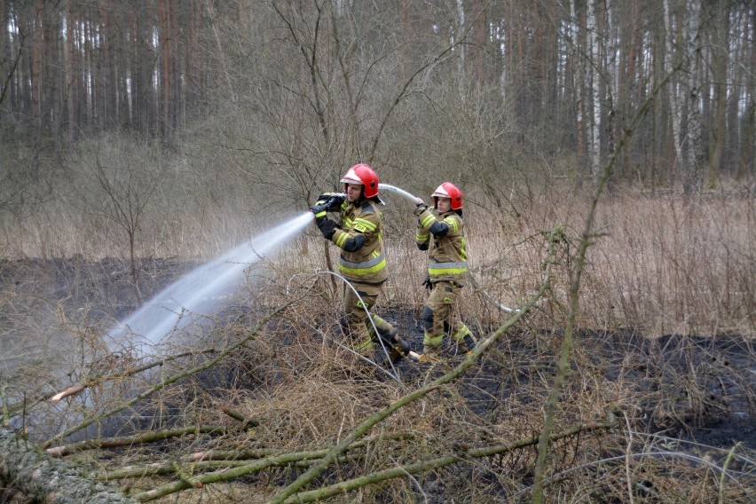 W akcji gaszenia pożaru lasu w Sikorzu brało udział sześć...