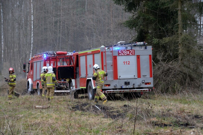 W akcji gaszenia pożaru lasu w Sikorzu brało udział sześć...