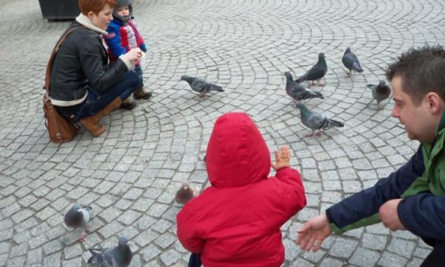 Tylko w maju do Ptasiego Azylu działającego w Nowym Zoo trafiło ...