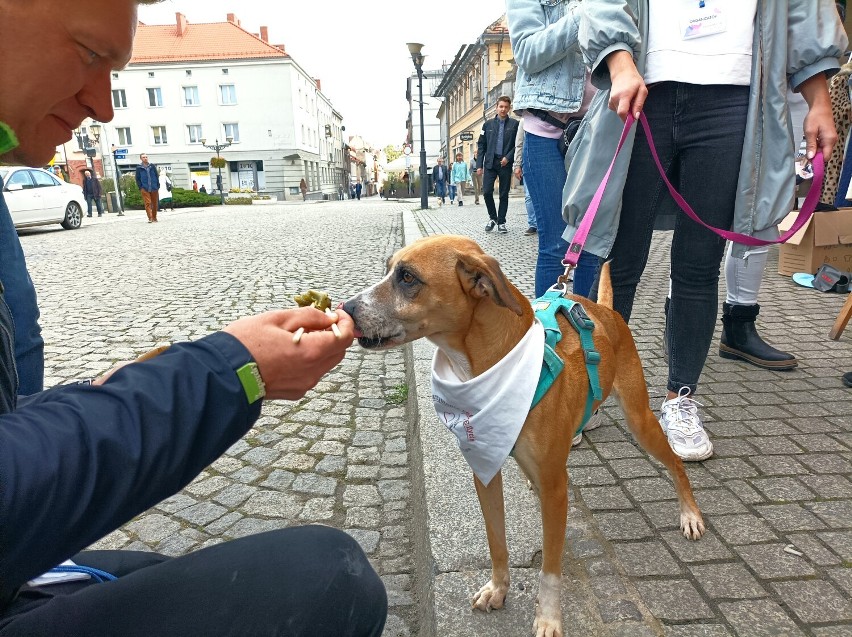 Tarnowskie Góry. Czuły Festiwal. Dzień drugi - niedziela. Zobacz ZDJĘCIA czworonogów ze stowarzyszenia LePsie Życie! 