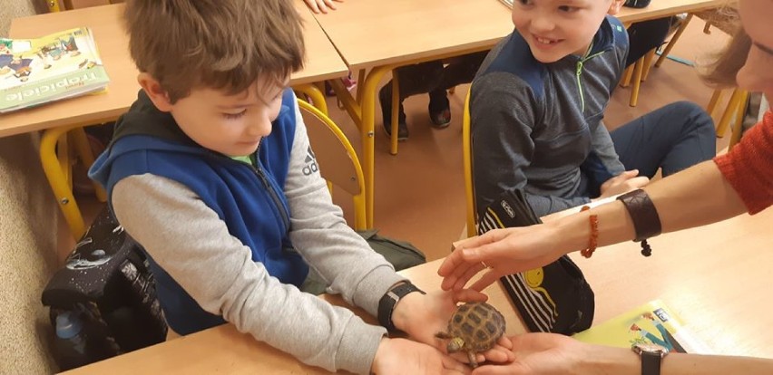 Jaszczurki i żółwie na zajęciach edukacyjnych w ósemce 
