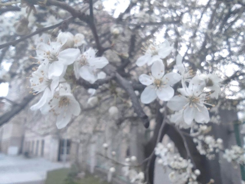 Wiosna w sercu Wałbrzycha: Przyszła spóźniona, ale kwitnąca! Zobaczcie zdjęcia