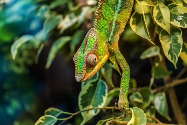 Zoo w Poznaniu ogłosiło zbiórkę kwiatów doniczkowych, które posłużą do zmiany wystroju pawilonów zwierząt zmiennocieplnych.