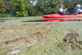 Brda strasznie cuchnie! Z Kanału Bydgoskiego spływa ogromna masa rzęsy wodnej