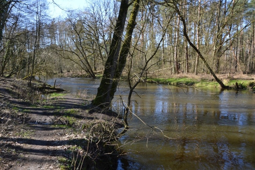 Nad Iną powyżej Goleniowa jest przepięknie. Idealne miejsce na spacer