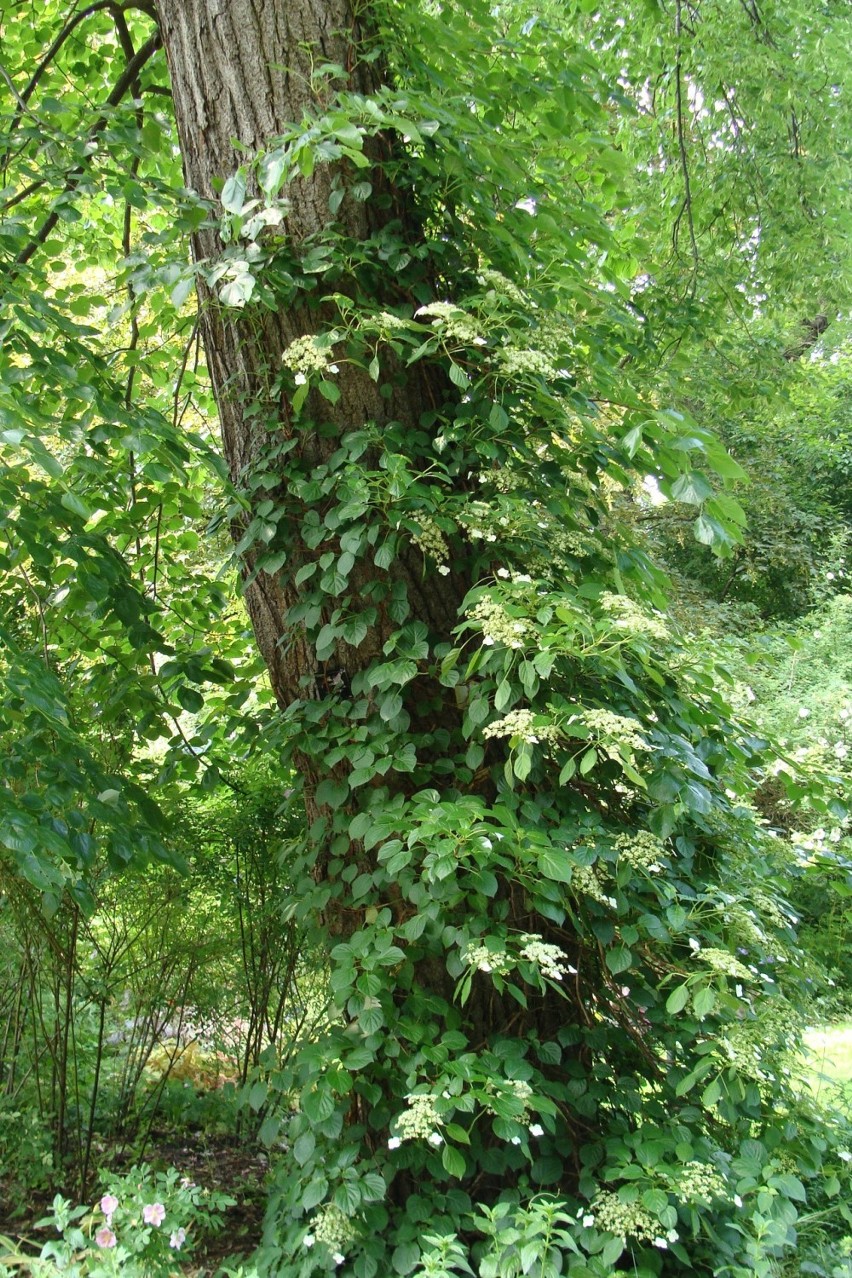 Hortensja pnąca i bardzo do niej podobna przywarka japońska...