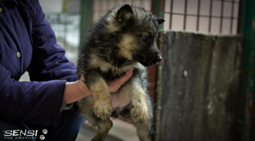 Schronisko w Jastrzębiu-Zdroju: Psy do adopcji ZDJĘCIA