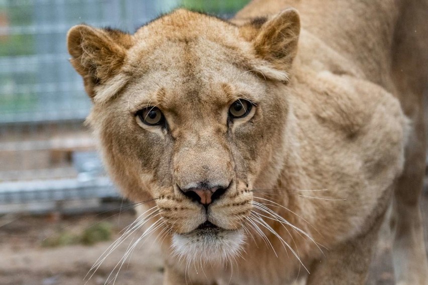 Kizia i Leoś to mieszkańcy zoo od 2017 roku. Jednak dopiero...