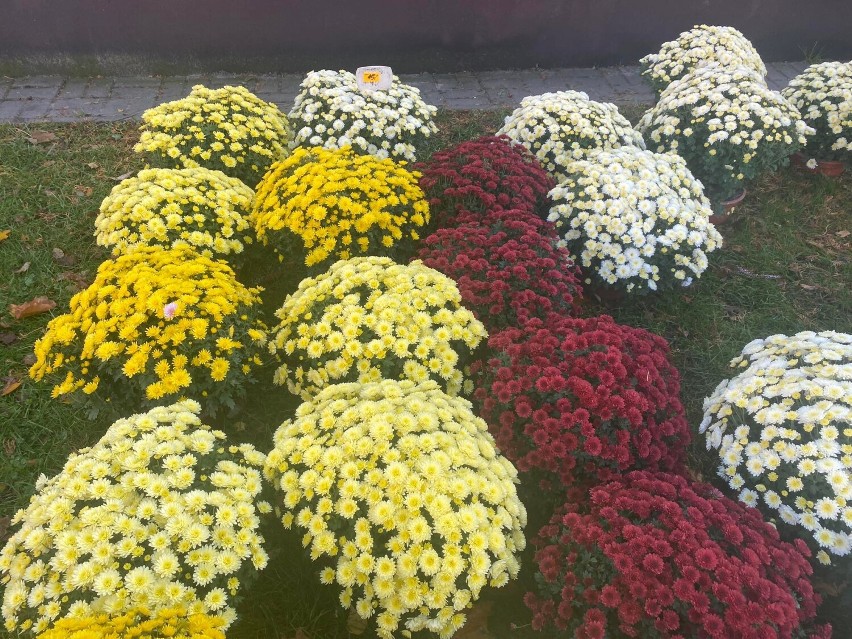 Kwiaciarnia na ul. Parkowej w Sycowie