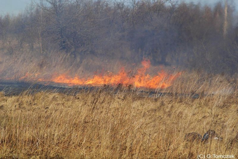 Pożar w Dąbrowie Górniczej. Płonęły trawy w dzielnicy Łosień [ZDJĘCIA]