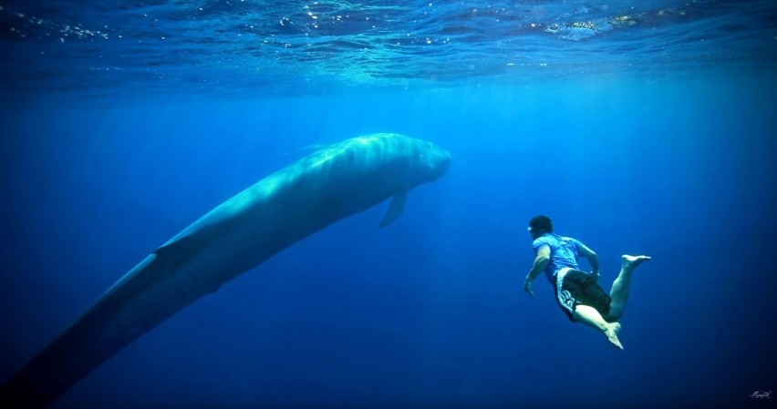 Śmiertelnie niebezpieczna gra "Niebieski Wieloryb" dotarła do Polski 