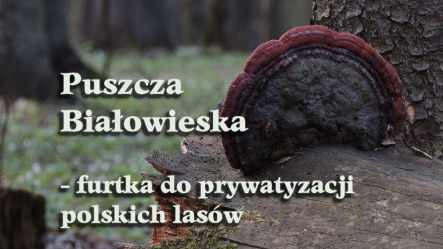 Puszcza Białowieska