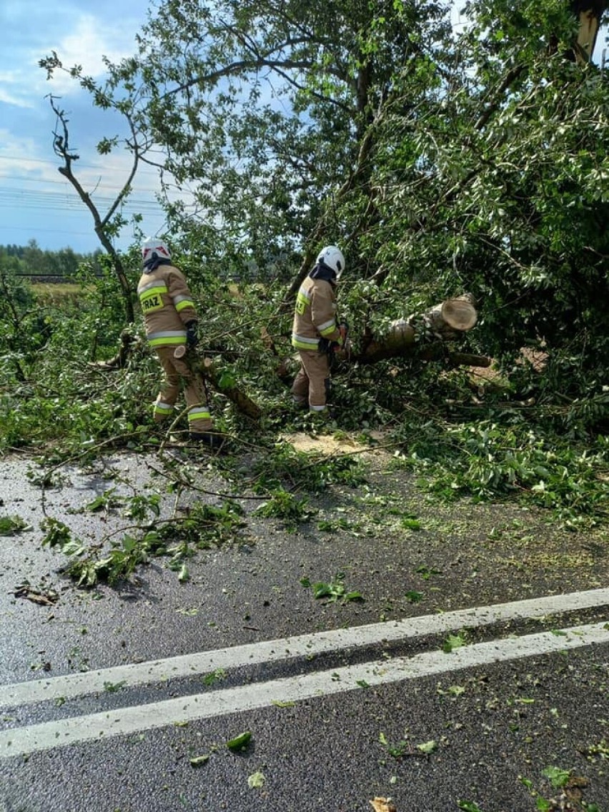 Burza, która przeszła przez powiat kwidzyński uszkodziła nie tylko drzewa i linie energetyczne, straty zgłosili też rolnicy [ZDJĘCIA]