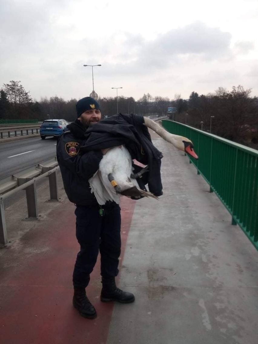 Kraków. Łabędź wylądował na moście Zwierzynieckim. Strażnicy miejscy pomogli mu trafić na bulwary [ZDJĘCIA]