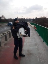 Kraków. Łabędź wylądował na moście Zwierzynieckim. Strażnicy miejscy pomogli mu trafić na bulwary [ZDJĘCIA]