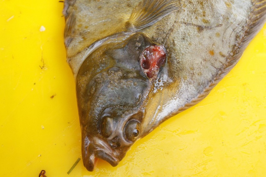 Rybacy biją na alarm: ryby w Zatoce Puckiej są w coraz gorszej kondycji