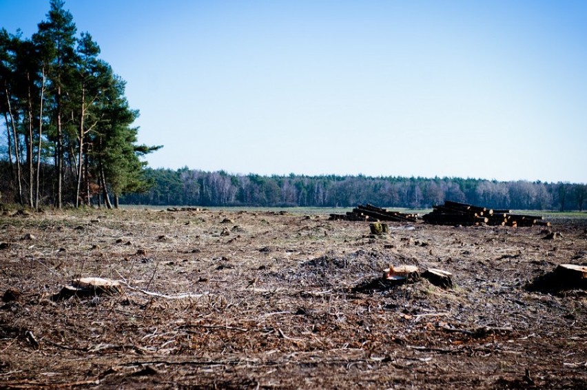 W Modliszewku wycięto niespełna 50 ha lasu!
