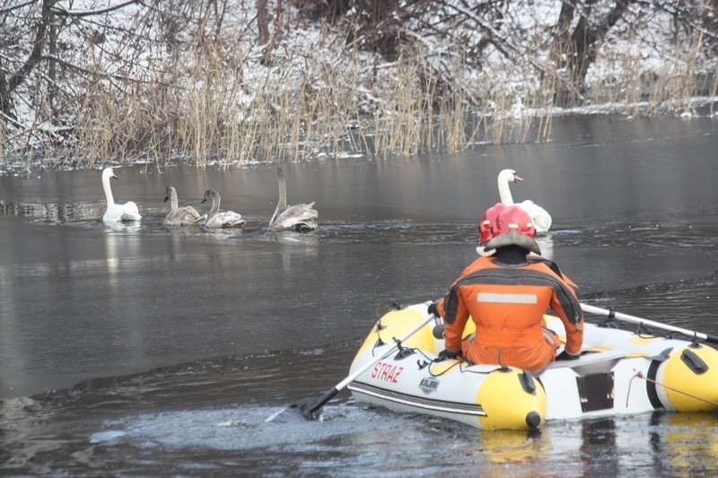 Łazy: Strażacy próbowali schwytać łabędzie