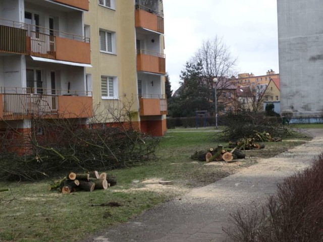 Ścinają drzewa w Pile