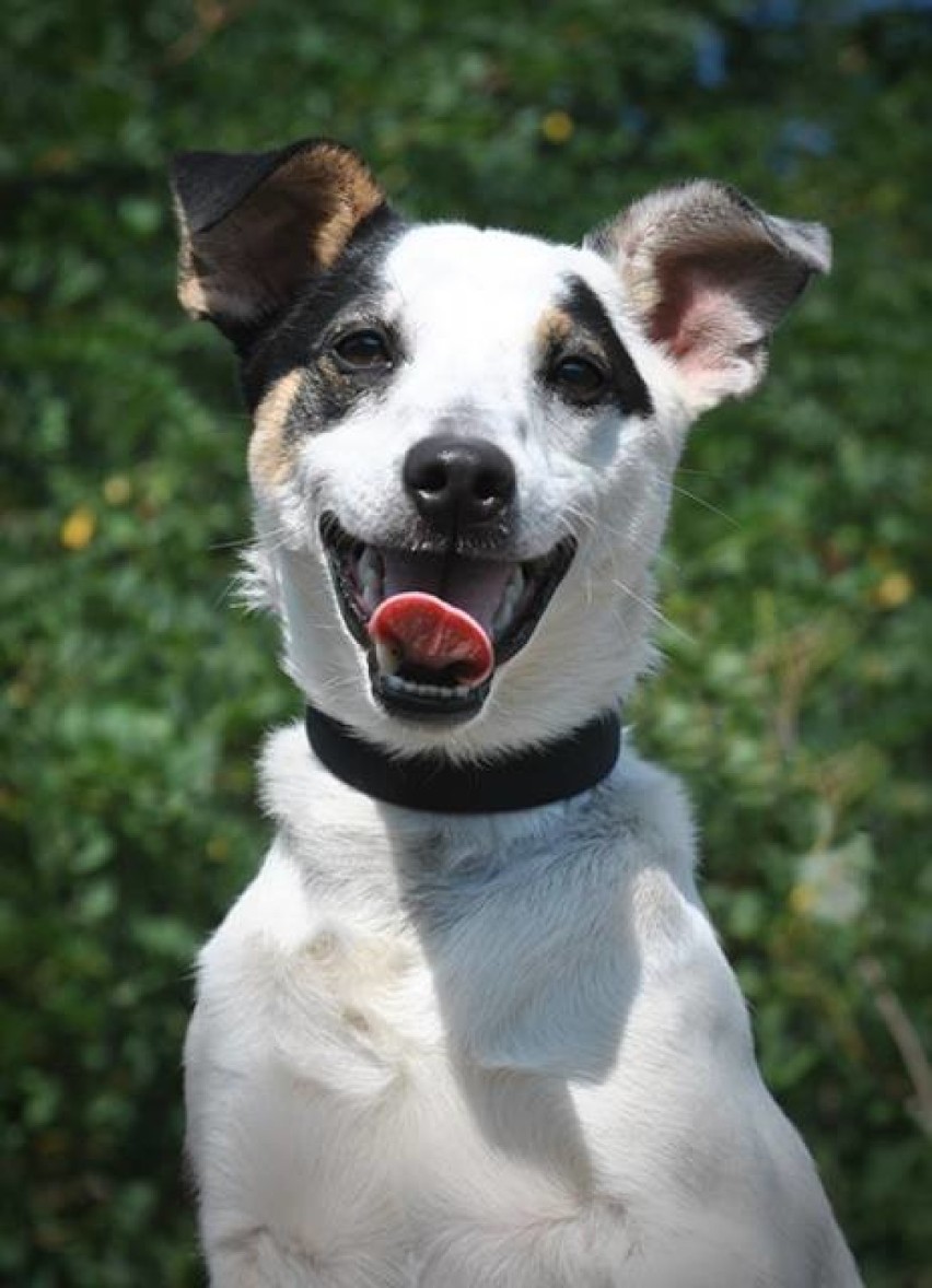 Arian to młody piesek, trochę przypomina Jack Russell...