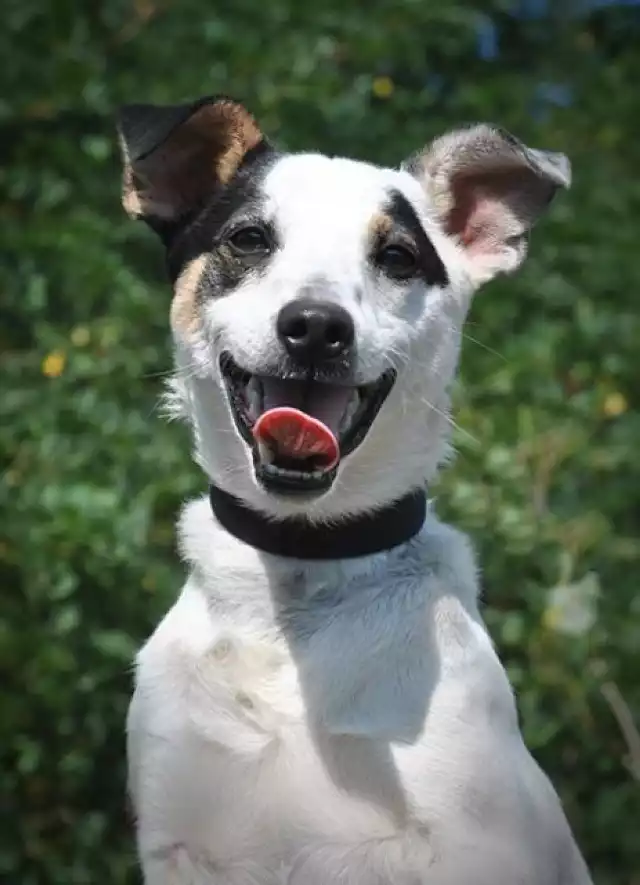 Arian to młody piesek, trochę przypomina Jack Russell terriera. Jest pełen energii, uwielbia się bawić, biegać, kocha przebywać z ludźmi. Nie jest jednak miłośnikiem innych zwierzaków, dlatego szuka domu, gdzie będzie jedynym pupilem.

Jest bardzo mądry, uczy się jak zachowywać czystość, idzie mu coraz lepiej. Chętnie współpracuje z człowiekiem. Do adopcji będzie wydany po zabiegu kastracji. 

Przebywa w schronisku w Gilowie. Kontakt w sprawie adopcji: 510 433 322.