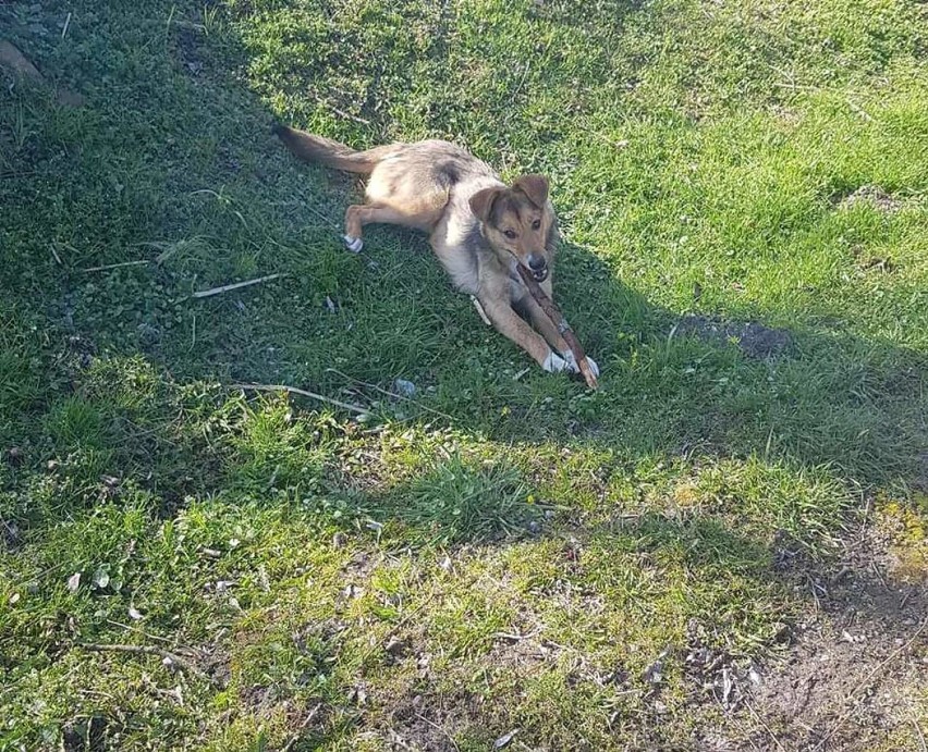 - Kiedyś był bardzo wystraszony i bał się podejść do ludzi,...