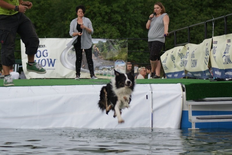 Dog Chow Disc Cup 2013. W weekend na poznańskiej Cytadeli zobaczysz latające psy