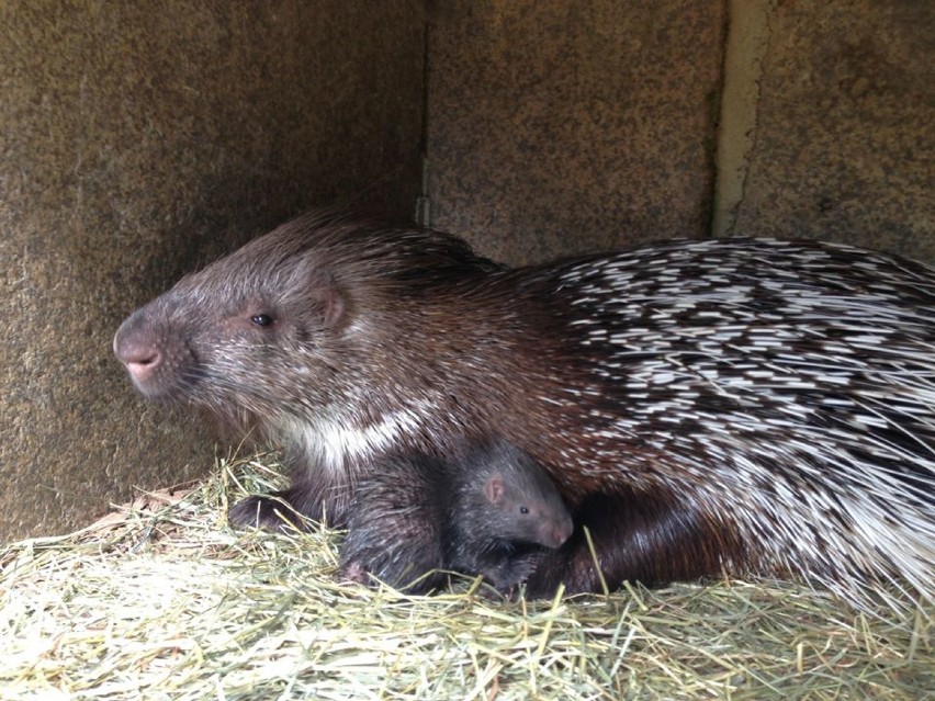 Nie ma jak u mamy, czyli zwierzaki ze swoimi mamami w Naszym Zoo! [ZDJĘCIA]