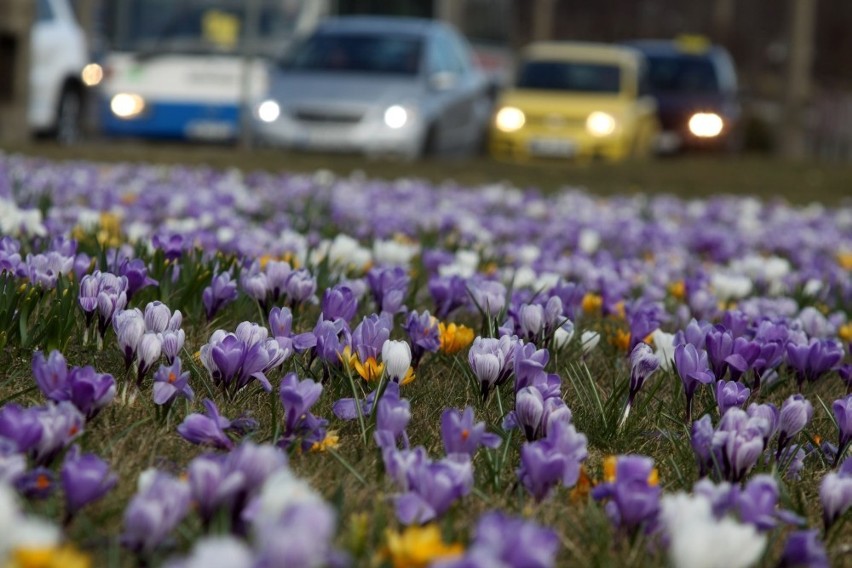 Gdynia: Miastem rządzi ogrodnik! Dywany z krokusów i rzeki żonkili - zobacz wiosenne zdjęcia