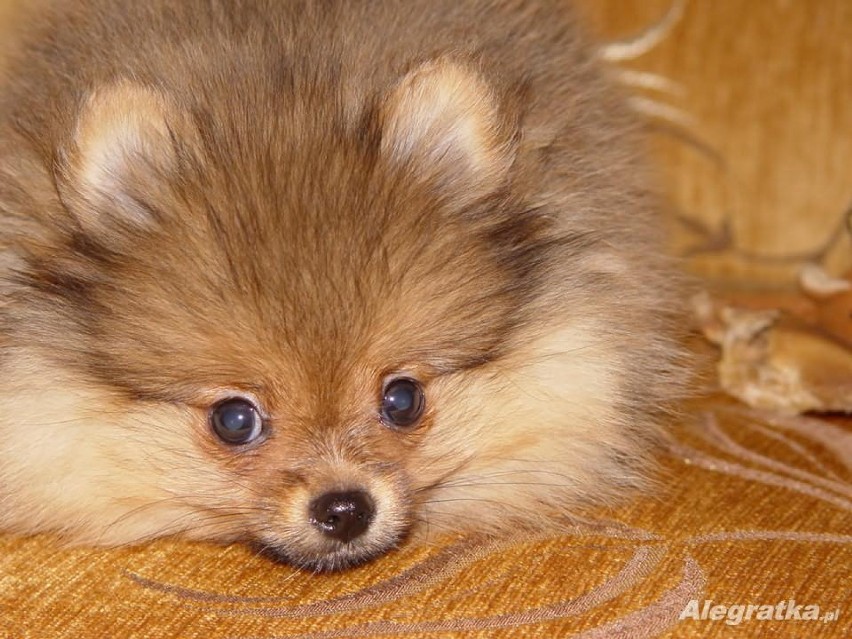 Pies Boo, czyli szpic miniaturowy pomeranian. Ile kosztuje?