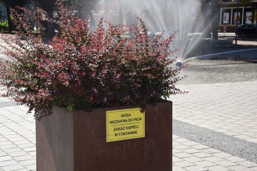 Poszukiwanie cienia na Placu Pokoju. Rozwiązaniem mogą być pnące rośliny na stelażach