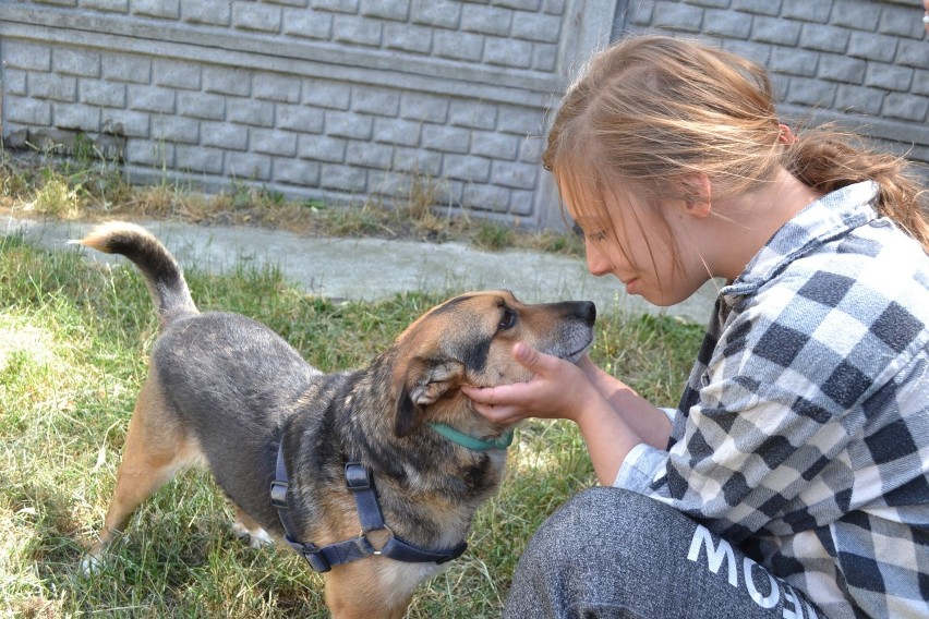 Te pieski oraz kotki czekają na adopcje ze schroniska w...