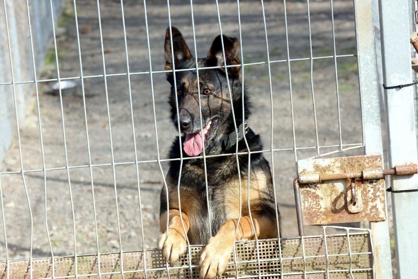 Te pieski i kotki czekają na adopcję w legnickim schronisku, zobaczcie ich aktualne zdjęcia