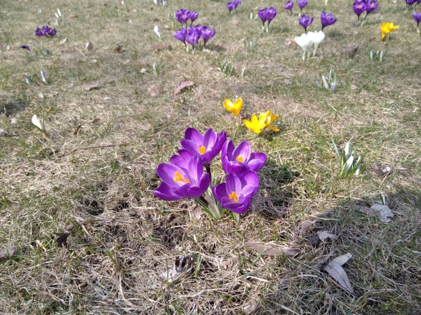 Krokusy w Szczecinku, czyli wiosna na całego. Już mamy kwietną łąkę [zdjęcia]