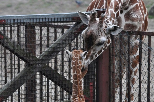 Możemy już kupować bilety do zoo przez Internet.