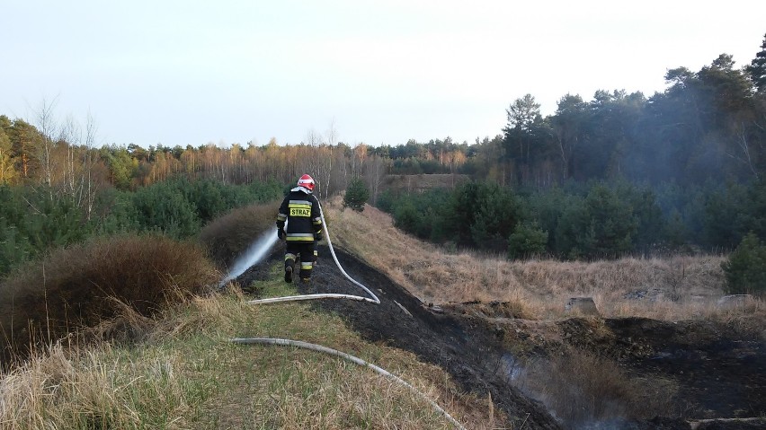 Pożar w grudziądzkim lesie. Ogień nie wyrządził jednak szkód