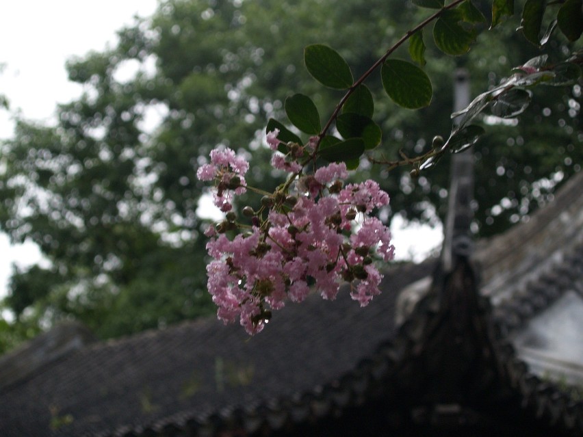 Cisza i spokój w ogrodach Yuyuan.