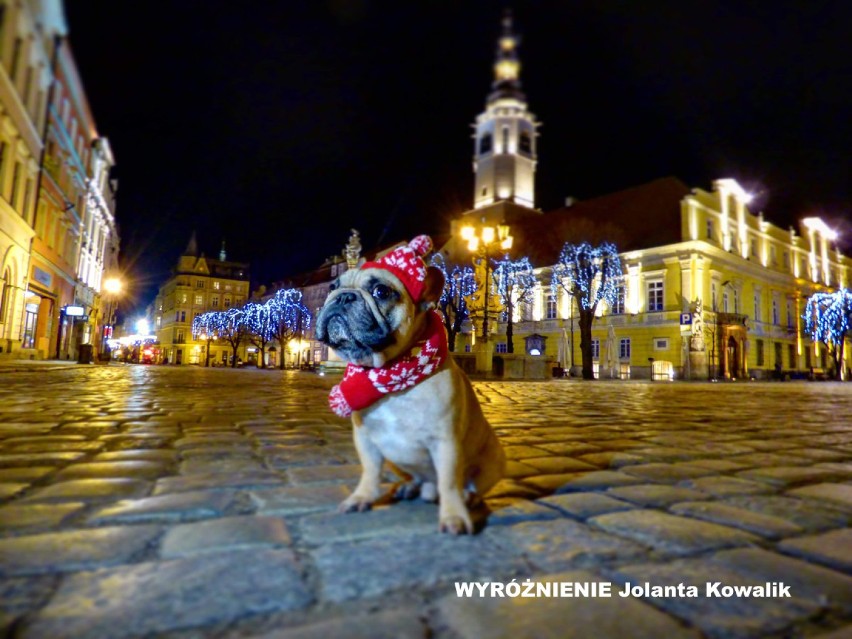 „Świątecznie w Świdnicy” – wybrano najładniejsze fotografie (GALERIA)