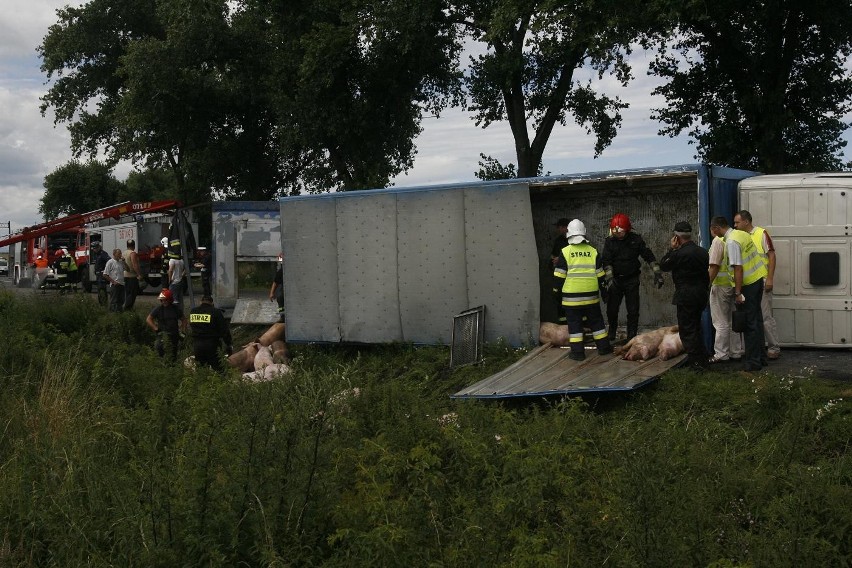 Wypadek ciężarówki ze świniami na trasie Legnica - Złotoryja (ZDJĘCIA)