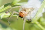 Jadowity pająk przebija skórę i wpuszcza jad. Jego toksyny uszkadzają czerwone krwinki. Kolczak zbrojny potrafi wchodzić do domów
