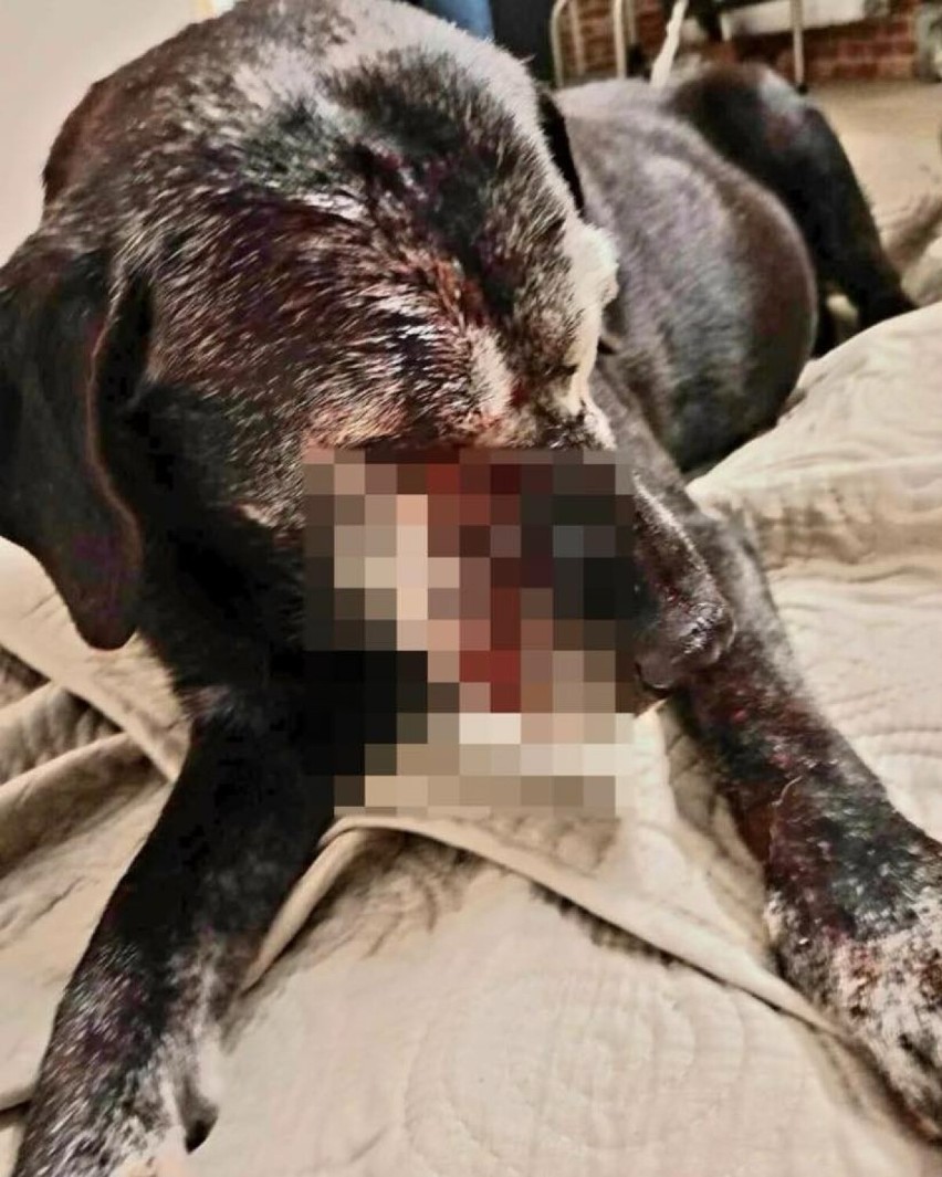55-latek znęcał się nad psem ze szczególnym okrucieństwem. Zwierzę trafiło do schroniska i walczy o życie [ZDJĘCIA]