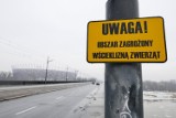 Cała Warszawa obszarem zagrożonym wścieklizną. Specjalne wytyczne dla właścicieli psów i kotów