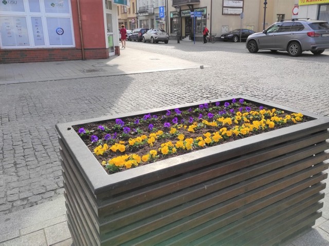 W skrzyniach kwiatowych okalających oświęcimski Rynek zasadzono bratki w barwach ukraińskich