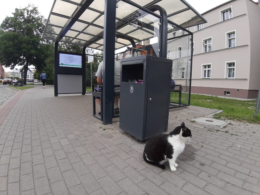 Najbardziej znany kot ze Szczecinka ma kolegę. Koci kącik na przystanku autobusowym [zdjęcia]