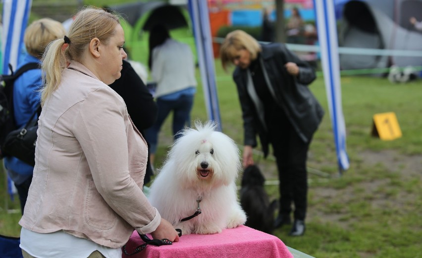 Wystawa Psów Rasowych w Łodzi