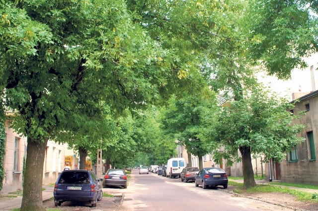 Wzdłuż ul. Poznańskiej drzew rośnie dużo, niektóre z nich zagrażają bezpieczeństwu mieszkańców.